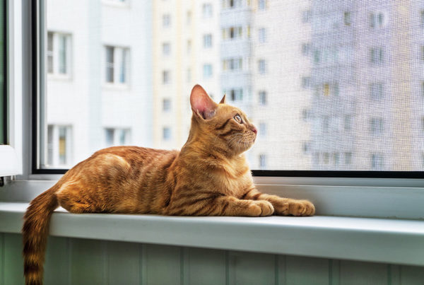 Cómo Elegir la Mosquitera Perfecta para tu Hogar