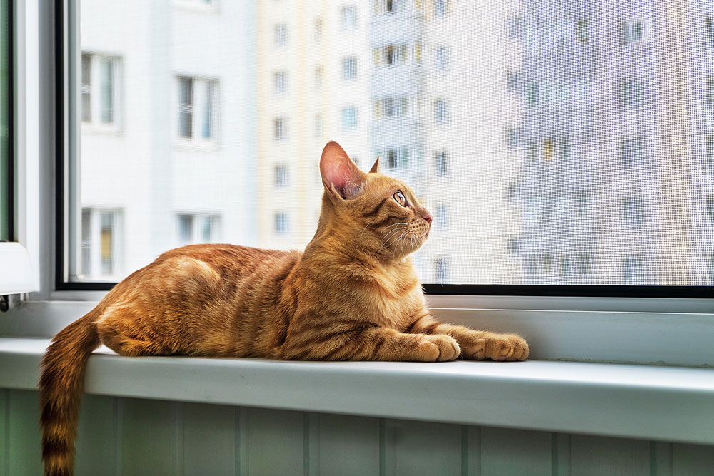 Cómo Elegir la Mosquitera Perfecta para tu Hogar